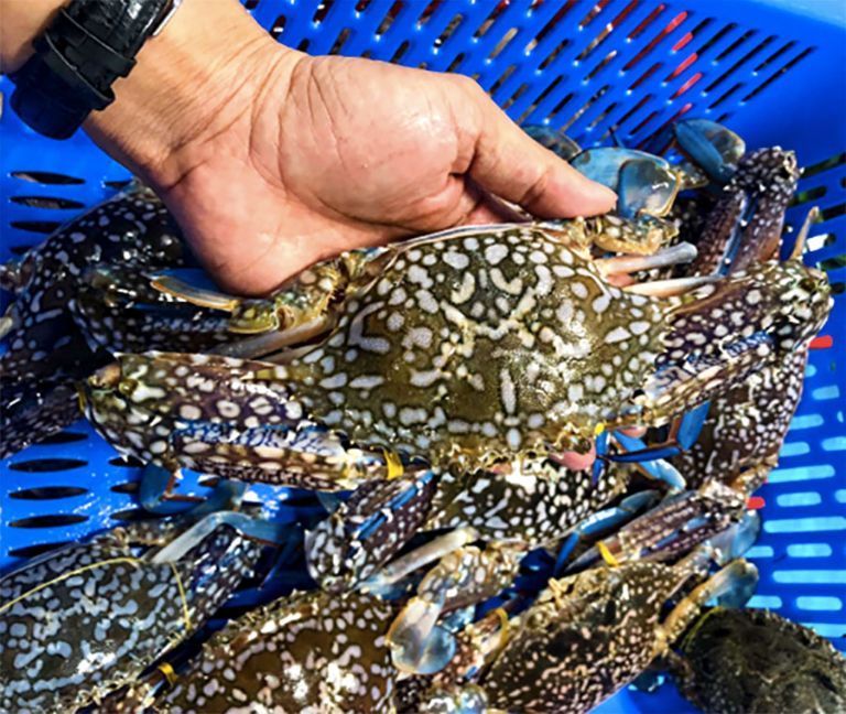 ghe loai 6 con 1kg887)