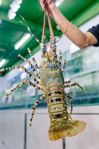 tom hum bong 05 07kg