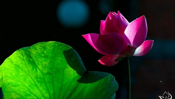  Nhiếp ảnh gia Thành Xuân Anh và thông điệp từ 66 bức ảnh Sen - “Lòng mẹ”